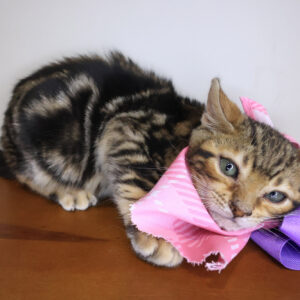 Pia Bengal 01 Pia Bengal 01