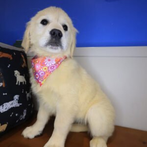 Piper Golden Retriever 01 Piper Golden Retriever 01