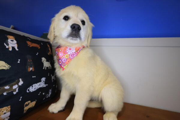 Piper Golden Retriever 01