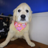 Piper Golden Retriever 03