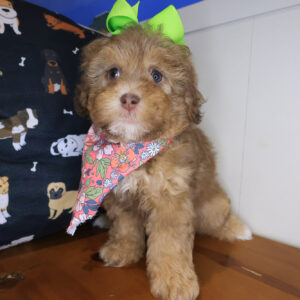 Pixie Shihpoo 01 Pixie Shihpoo 01