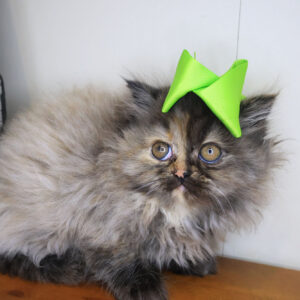 Quasar Persian 01 Quasar Persian 01