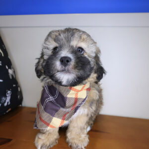 Quincy Shihpoo 01 Quincy Shihpoo 01