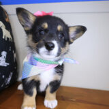 Quirk Pembroke Welsh Corgi 01