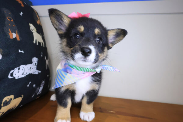 Quirk Pembroke Welsh Corgi 01