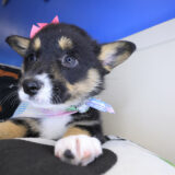 Quirk Pembroke Welsh Corgi 03