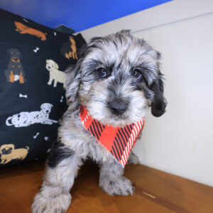 Quirky Doxiepoo 01 Quirky Doxiepoo 01