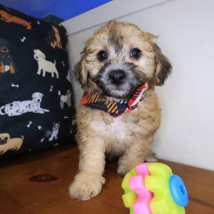 Rampage Bichapoo 01 Rampage Bichapoo 01