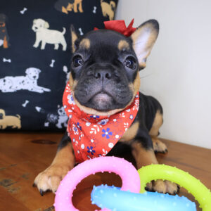 Raven French Bulldog 01 Raven French Bulldog 01