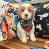 Renegade Goldendoodle 01