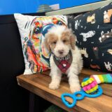 Renegade Goldendoodle 04