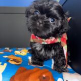 Riley Shih Tzu 02