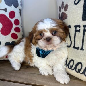 Russ Shih Tzu 01 Russ Shih Tzu 01