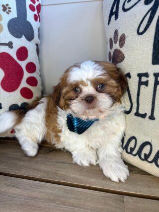 Russ Shih Tzu 01