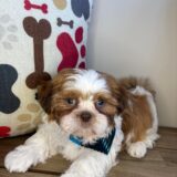 Russ Shih Tzu 04