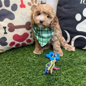 Saquatch Cockapoo 01 Saquatch Cockapoo 01