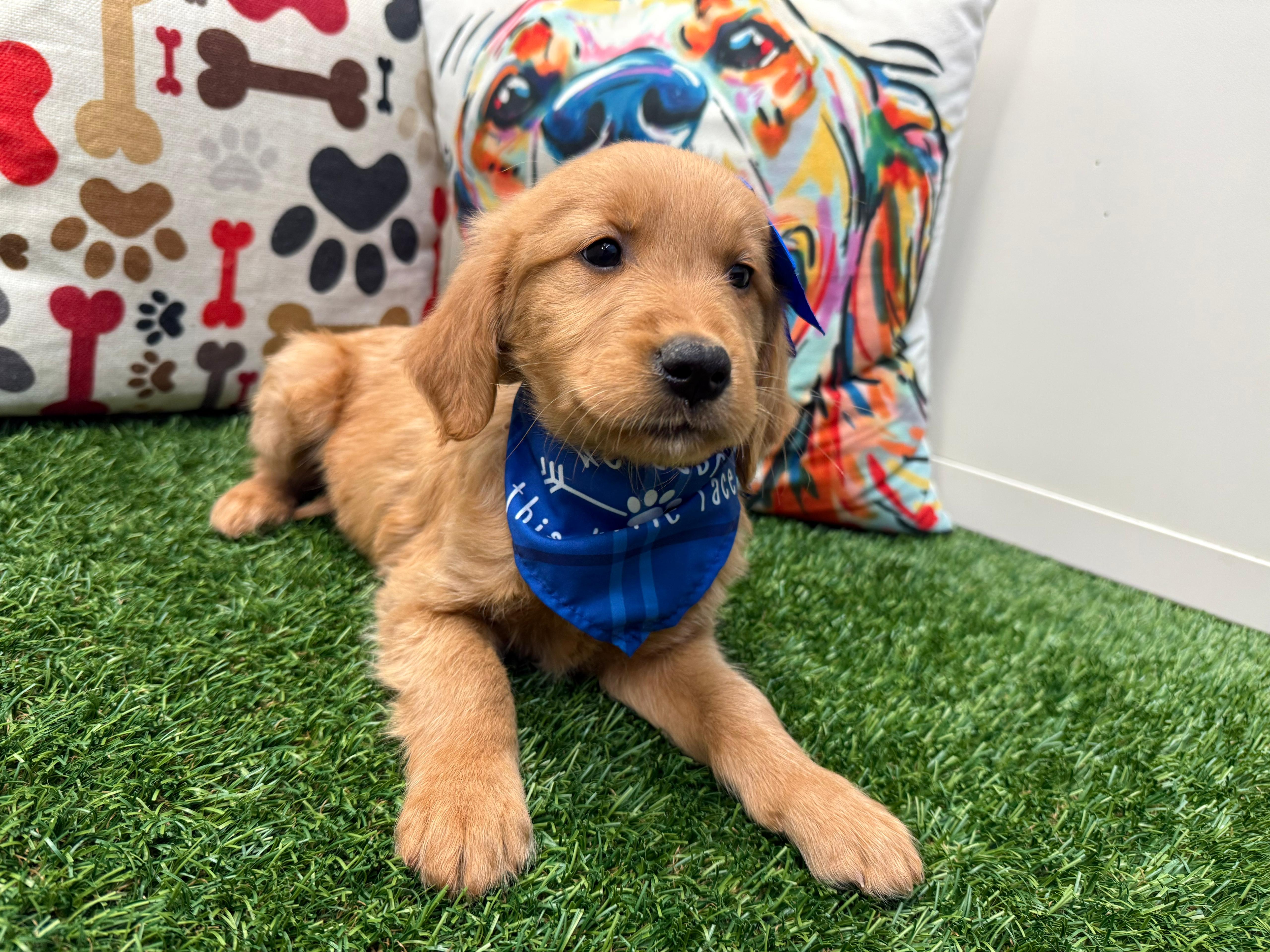 Savvy Golden Retriever 04