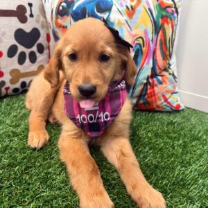 Sergeant York Golden Retriever 01 Sergeant York Golden Retriever 01