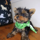 Shadow Yorkshire Terrier 01