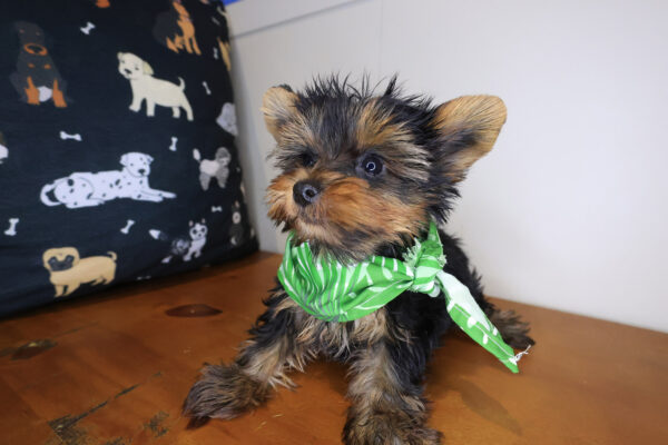 Shadow Yorkshire Terrier 01