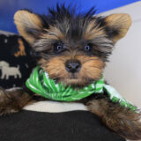 Shadow Yorkshire Terrier 02