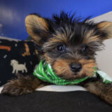 Shadow Yorkshire Terrier 04