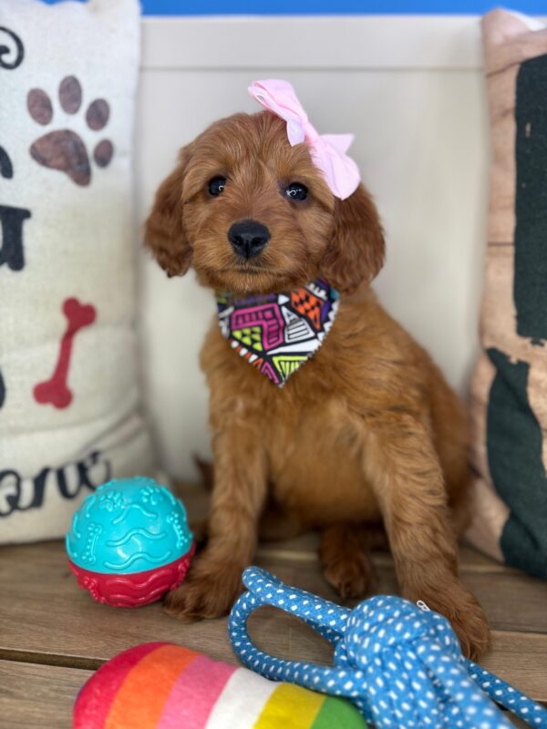 Sheba Mini Goldendoodle 01