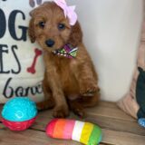 Sheba Mini Goldendoodle 03
