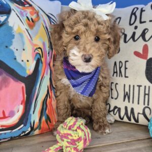 Sienna Poodle 01 Sienna Poodle 01