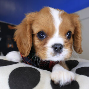 Sonic Cavalier King Charles Spaniel 01 Sonic Cavalier King Charles Spaniel 01