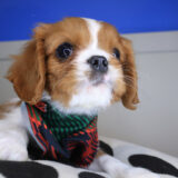 Sonic Cavalier King Charles Spaniel 04