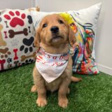 Starlight Golden Retriever 01