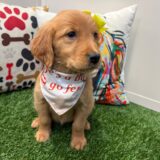 Starlight Golden Retriever 03