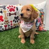 Starlight Golden Retriever 04