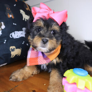 Stella Shihpoo 01 Stella Shihpoo 01