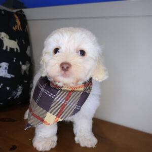 Sully Cockapoo 01 Sully Cockapoo 01