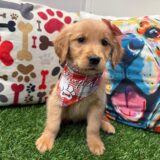 Trilogy Golden Retriever 01