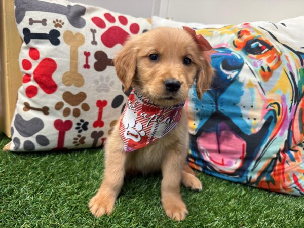 Trilogy Golden Retriever 01