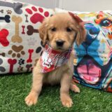 Trilogy Golden Retriever 03