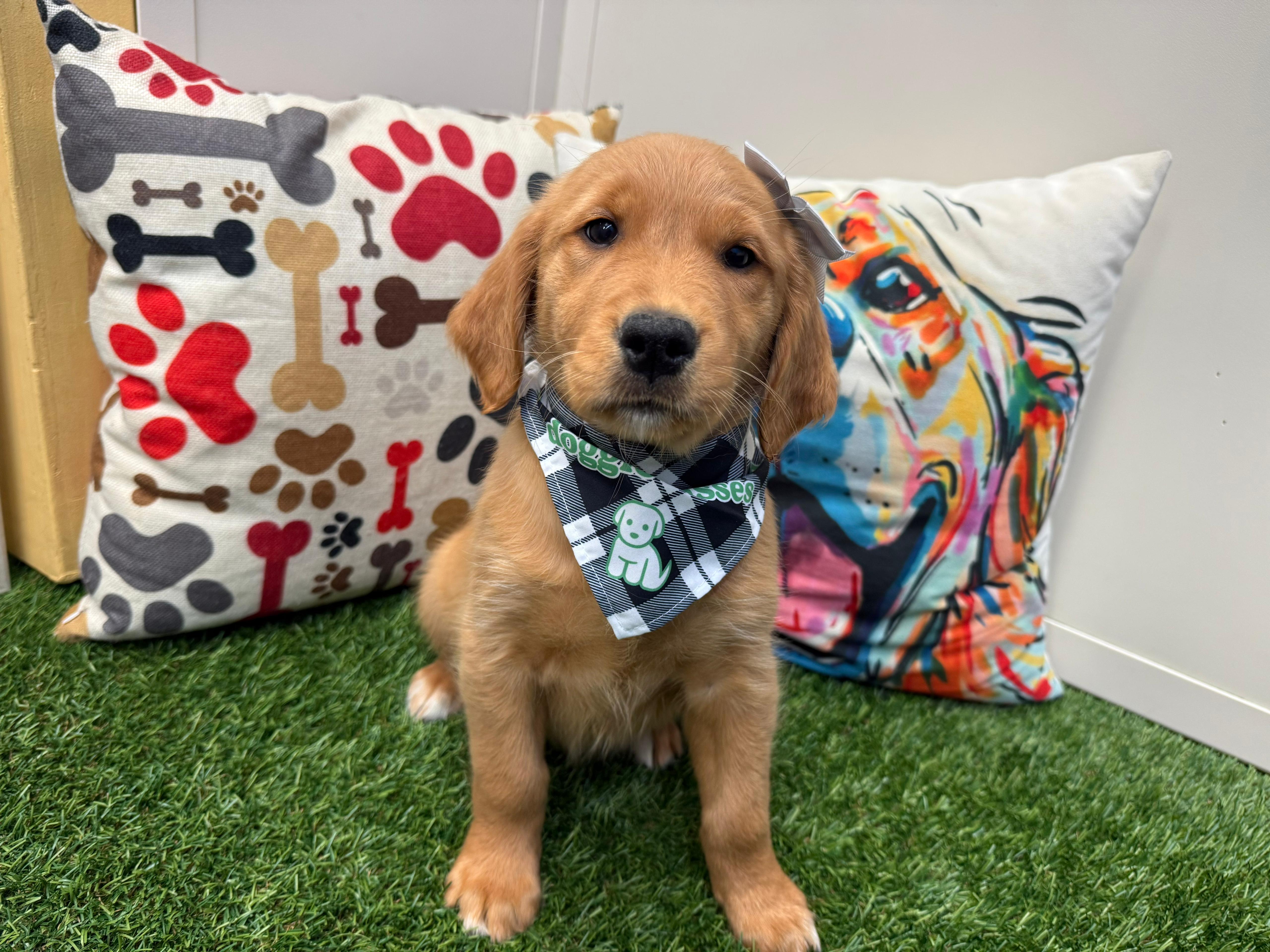 Twirl Golden Retriever 01 Twirl Golden Retriever 01