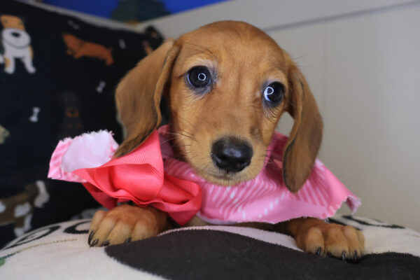 Veda Dachshund 01