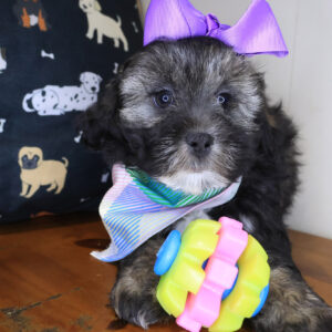 Velcro Shihpoo 01 Velcro Shihpoo 01