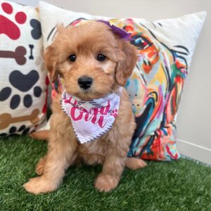 Violet Goldendoodle 01 Violet Goldendoodle 01