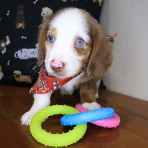 Whirlwind Dachshund 01 Whirlwind Dachshund 01