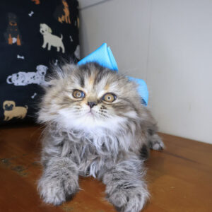 Wilhelmina Persian 01 Wilhelmina Persian 01