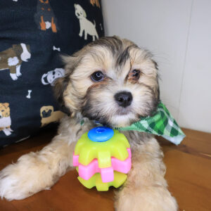 William Malshi 01 William Malshi 01