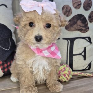 Woof Bichapoo 01 Woof Bichapoo 01