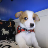 Yogi Pembroke Welsh Corgi 03