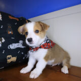 Yogi Pembroke Welsh Corgi 04