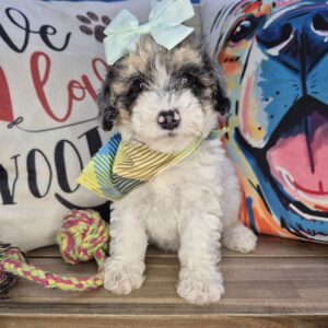 Zahara Poodle 01 Zahara Poodle 01